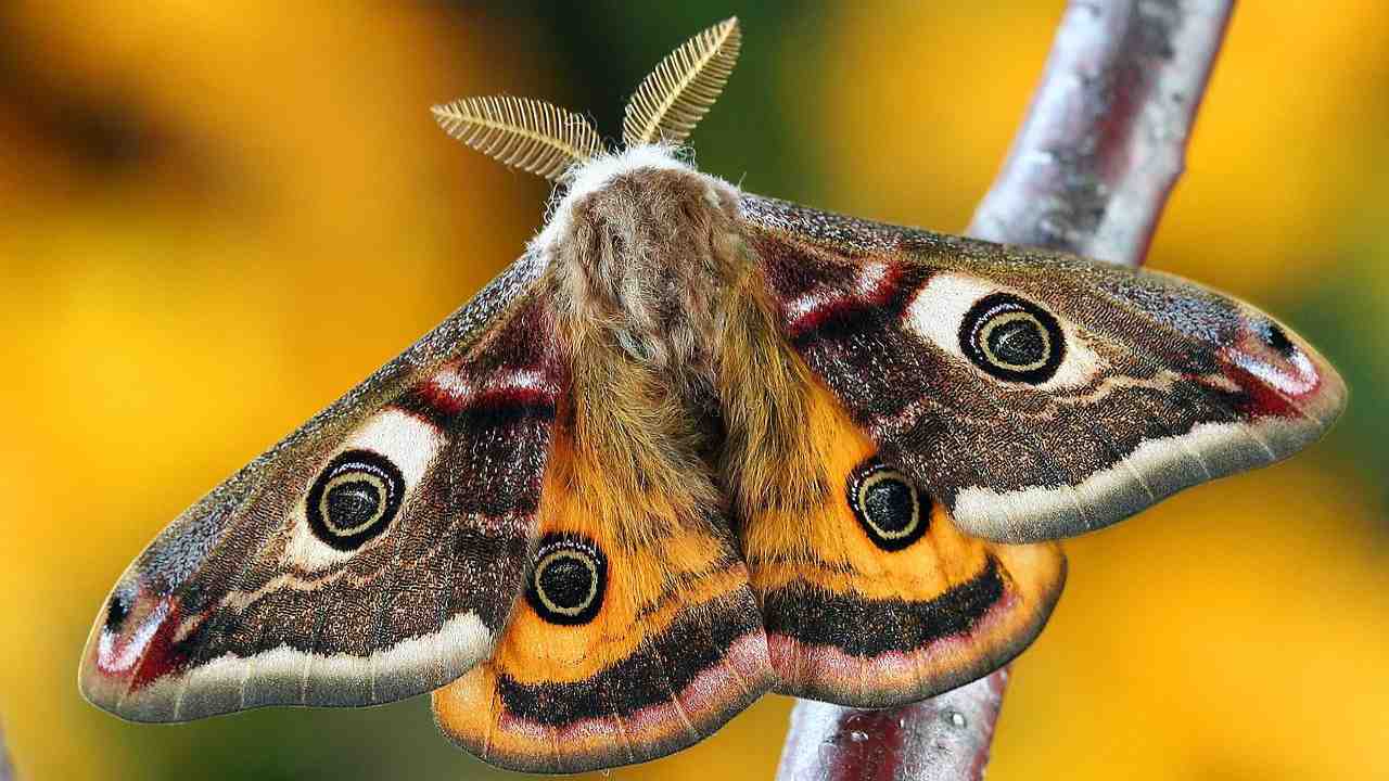 falena insetti trucco casalingo