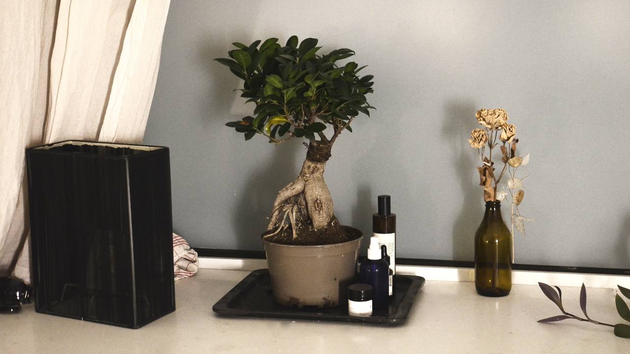 ficus ginseng coltivarlo casa