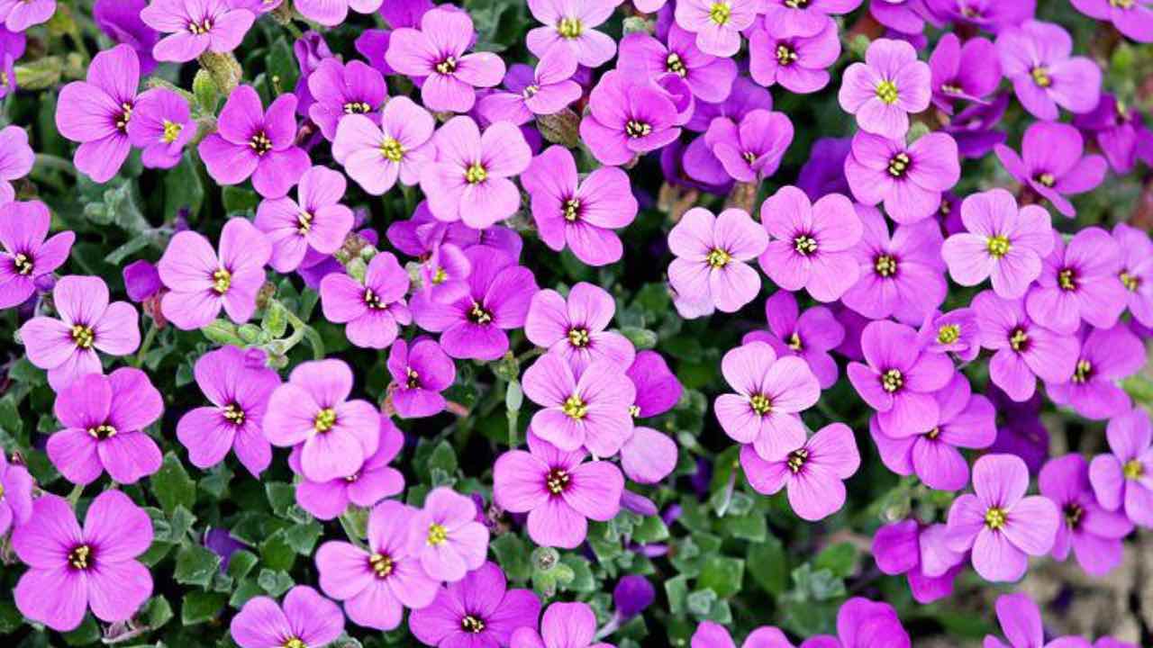 fiori balcone lista