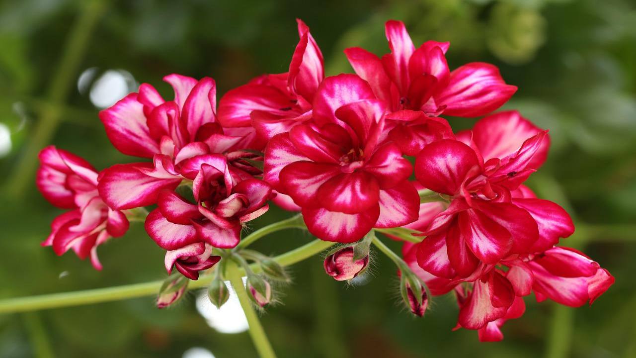 Coltivare balcone fiori