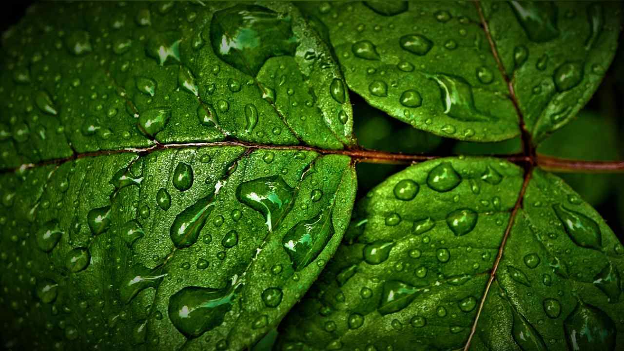 acqua ossigenata piante