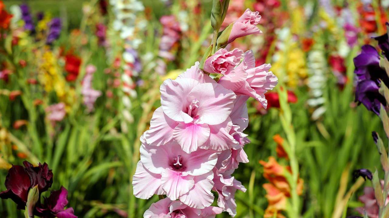 Bulbose estive gladioli