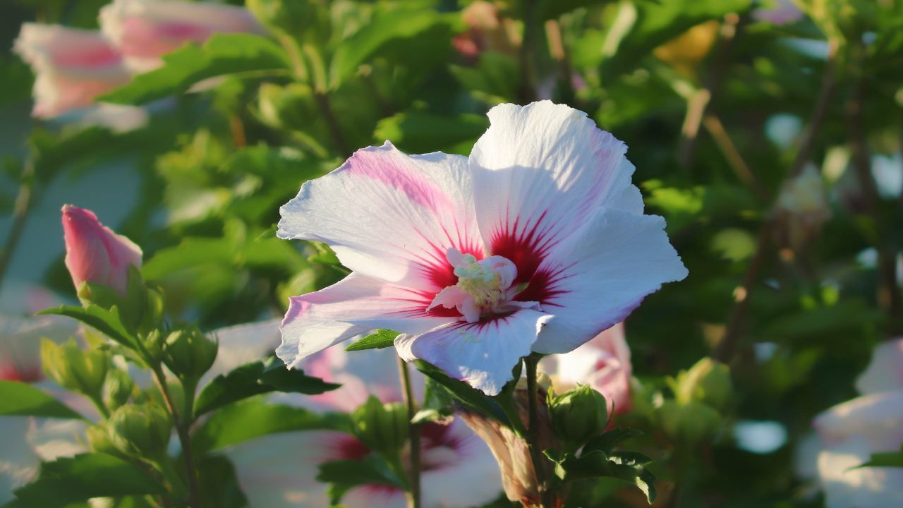 Estate fiori Hibiscus