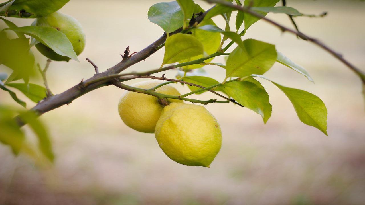 Limone moltiplicare frutti