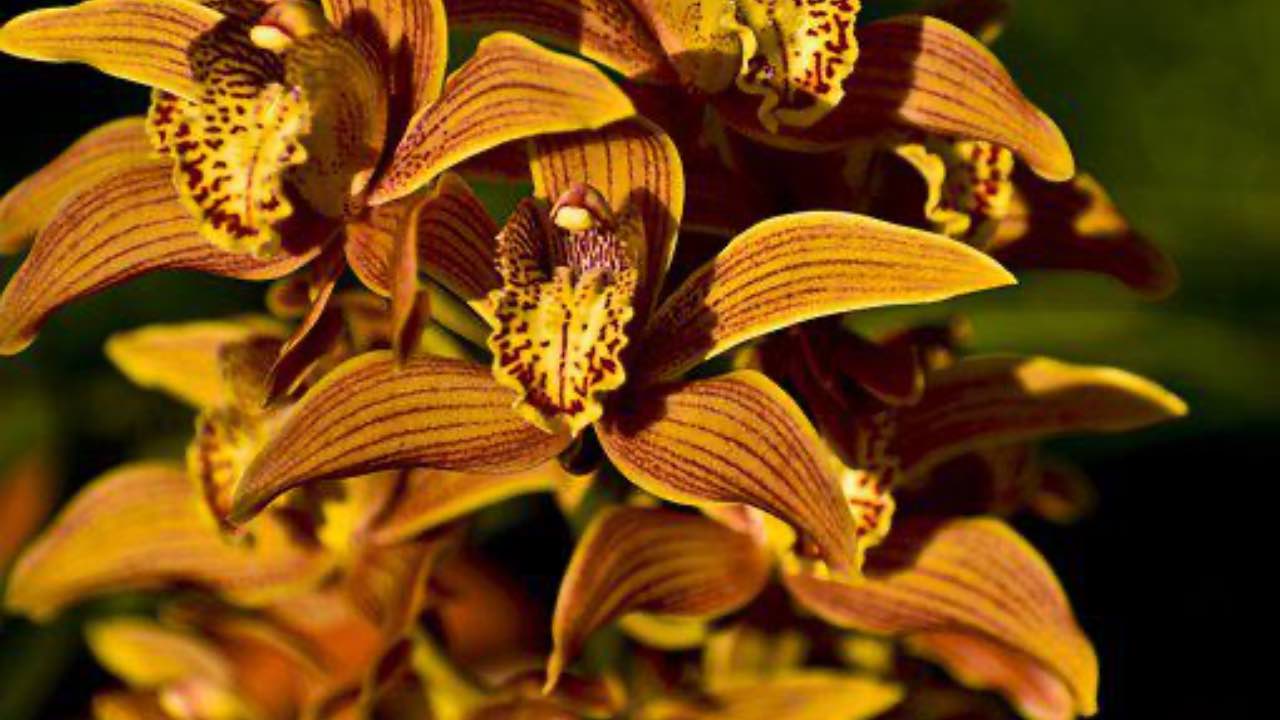 orchidea rara arancione