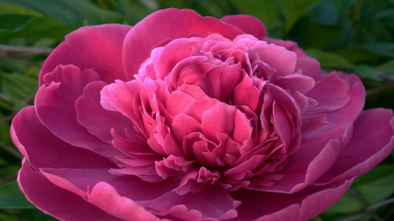 Peonia fiore fucsia