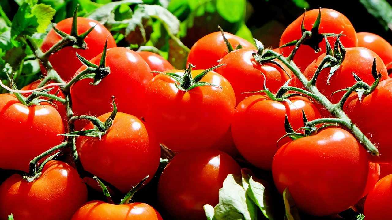 pomodori ogni giorno