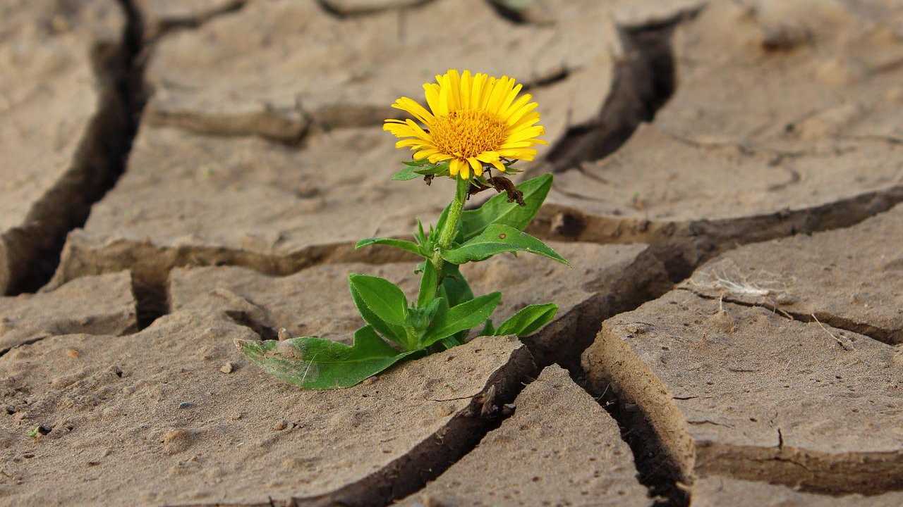 Siccità crisi fiore