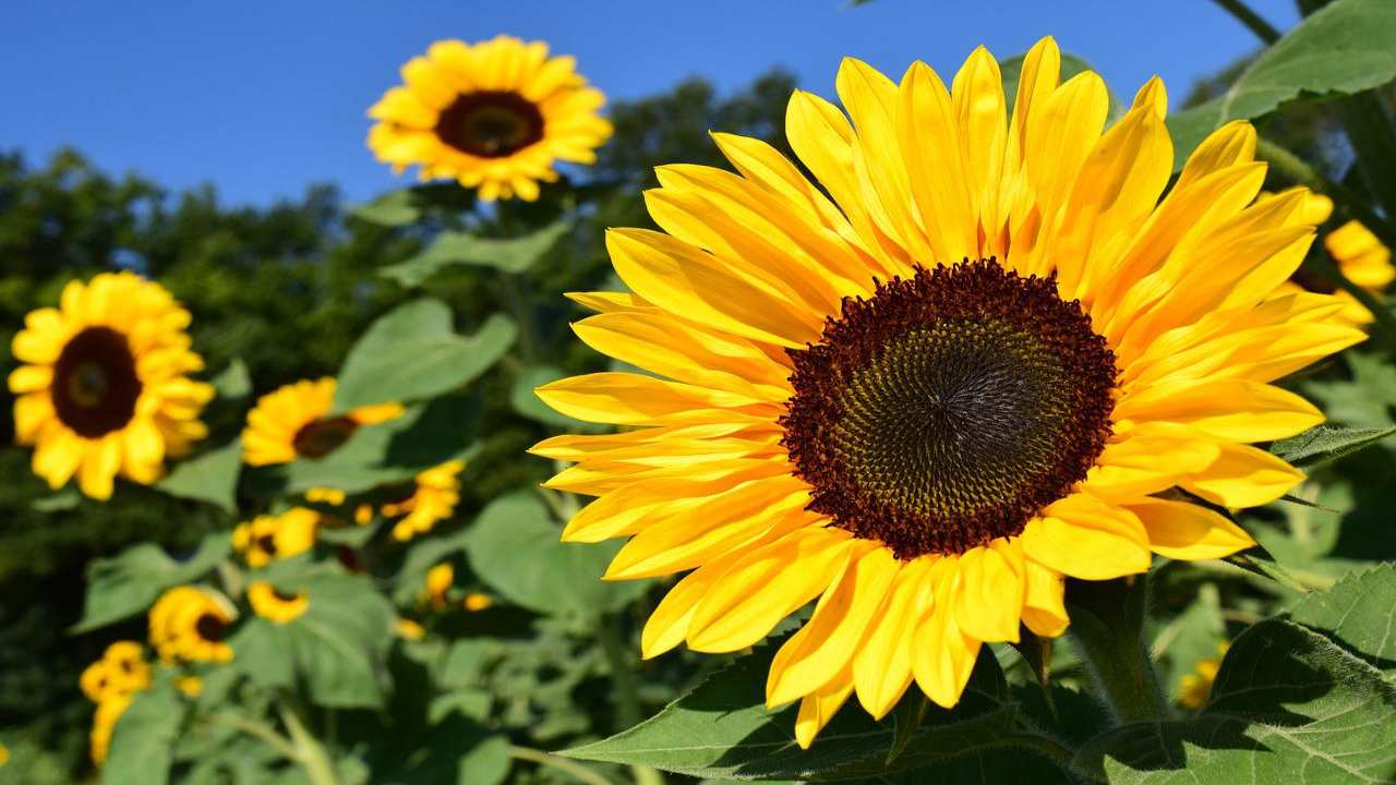 Girasole coltivare fiore