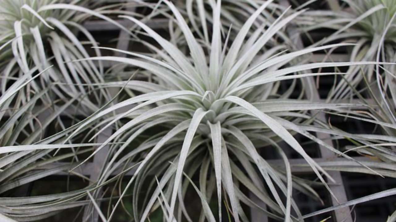 tillandsia coltivazione