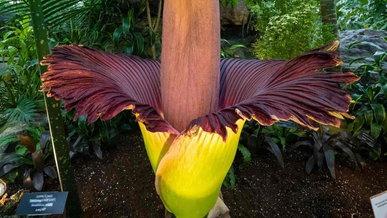 Amorphophallus titanum fiore