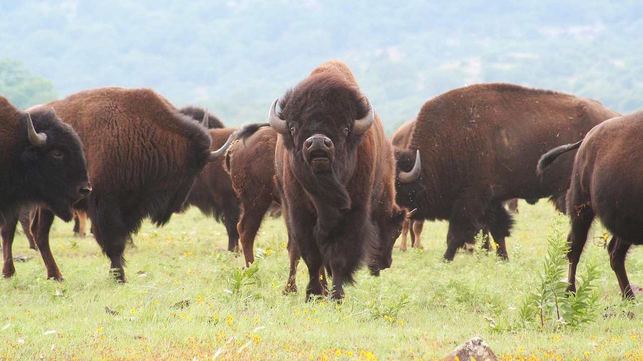 conservazione bisonti Inghilterra