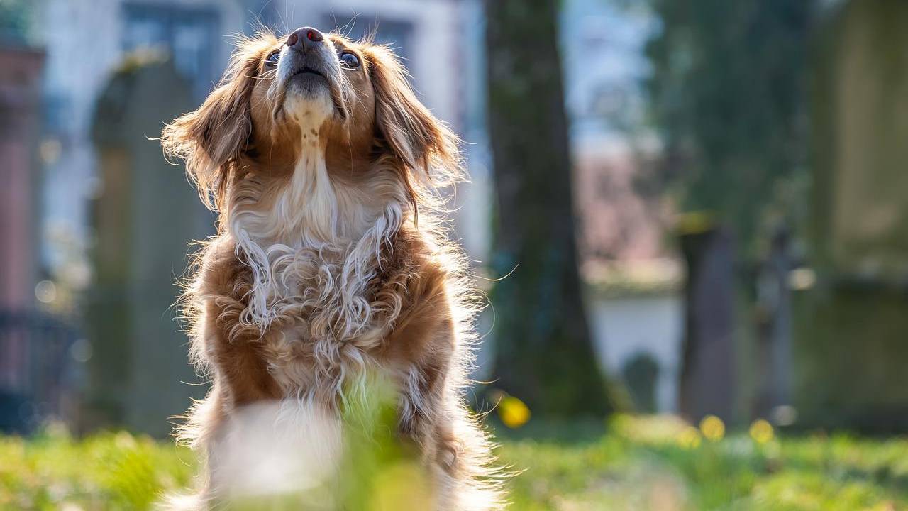 cane poggia testa muro causa