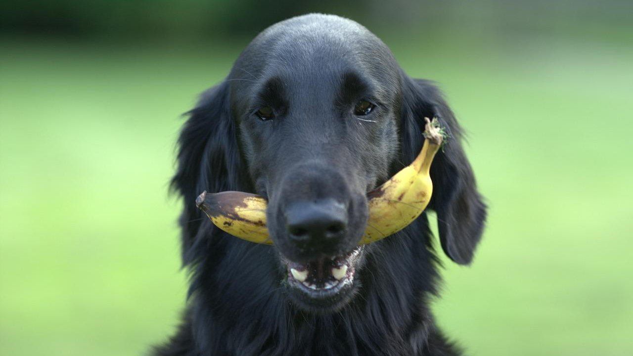 cani possono mangiare frutta