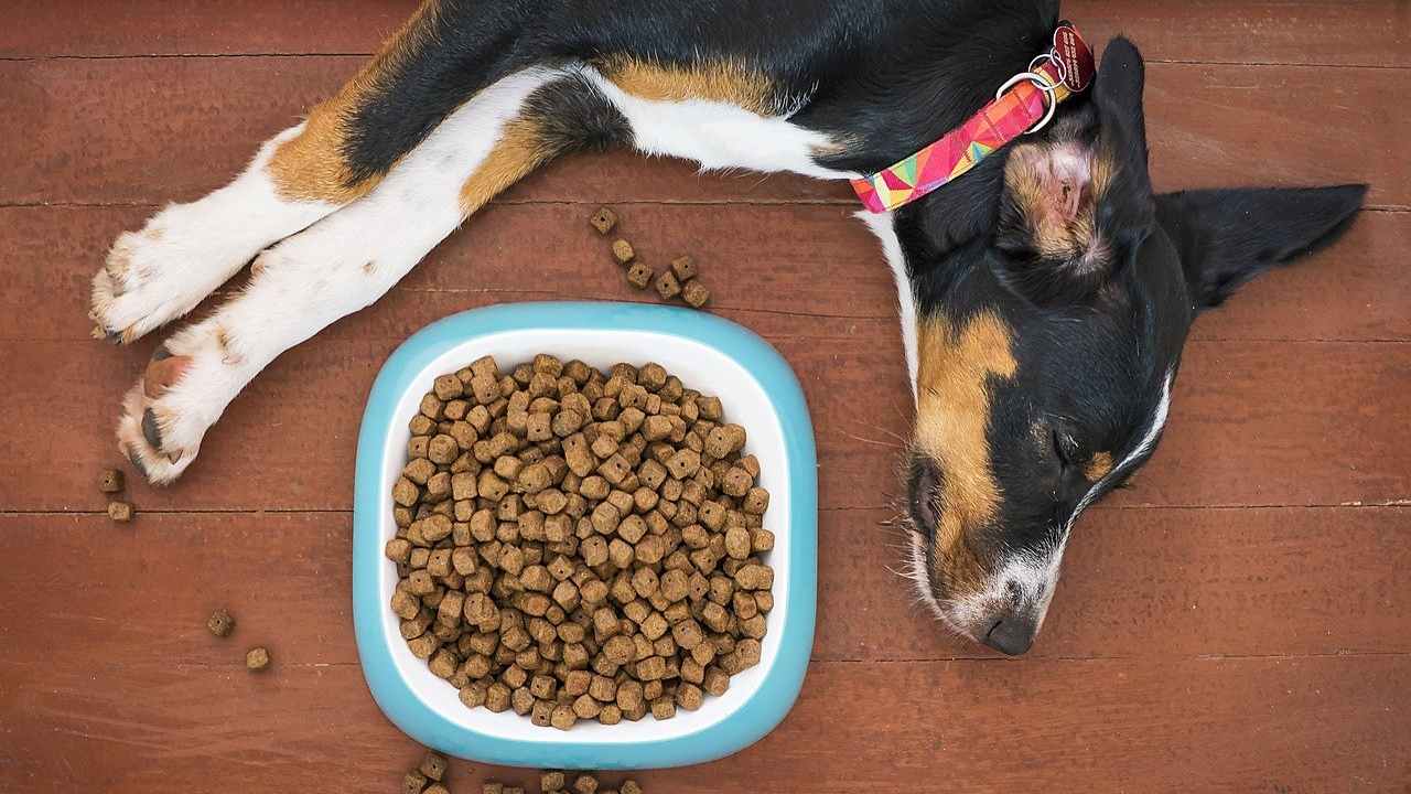 alimentazione cane informazioni