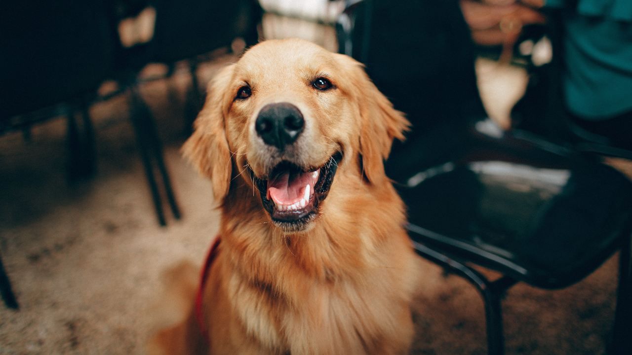 malati cani ospedale