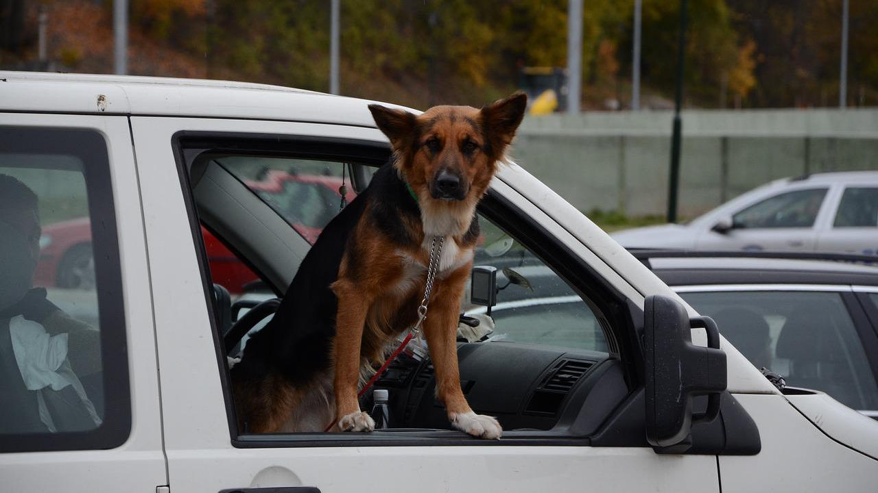 viaggiare auto cane