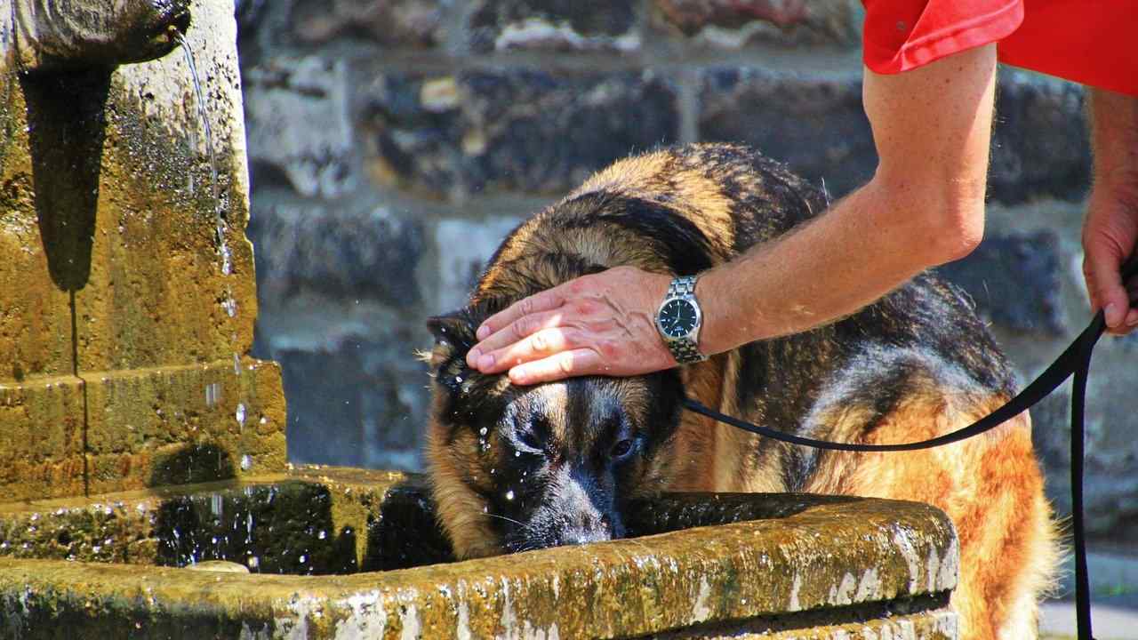 Proteggere animali caldo