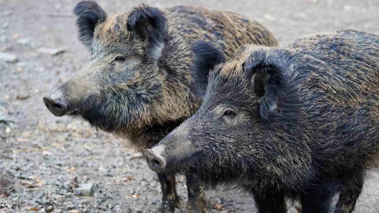 Cinghiale aggredisce spiaggia comportamento