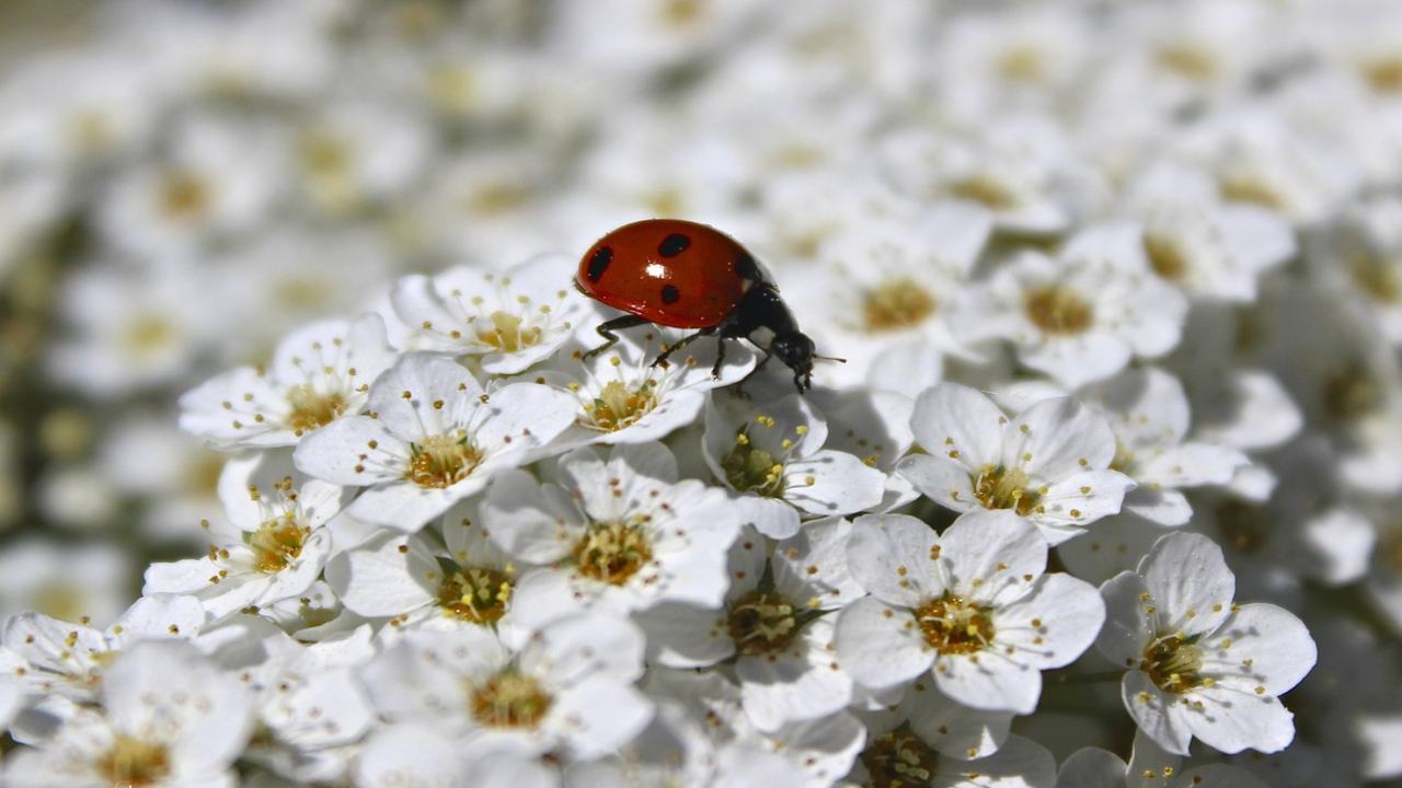 Coccinella fiori