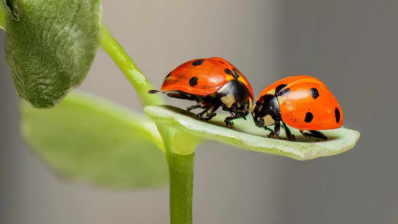 Coccinelle