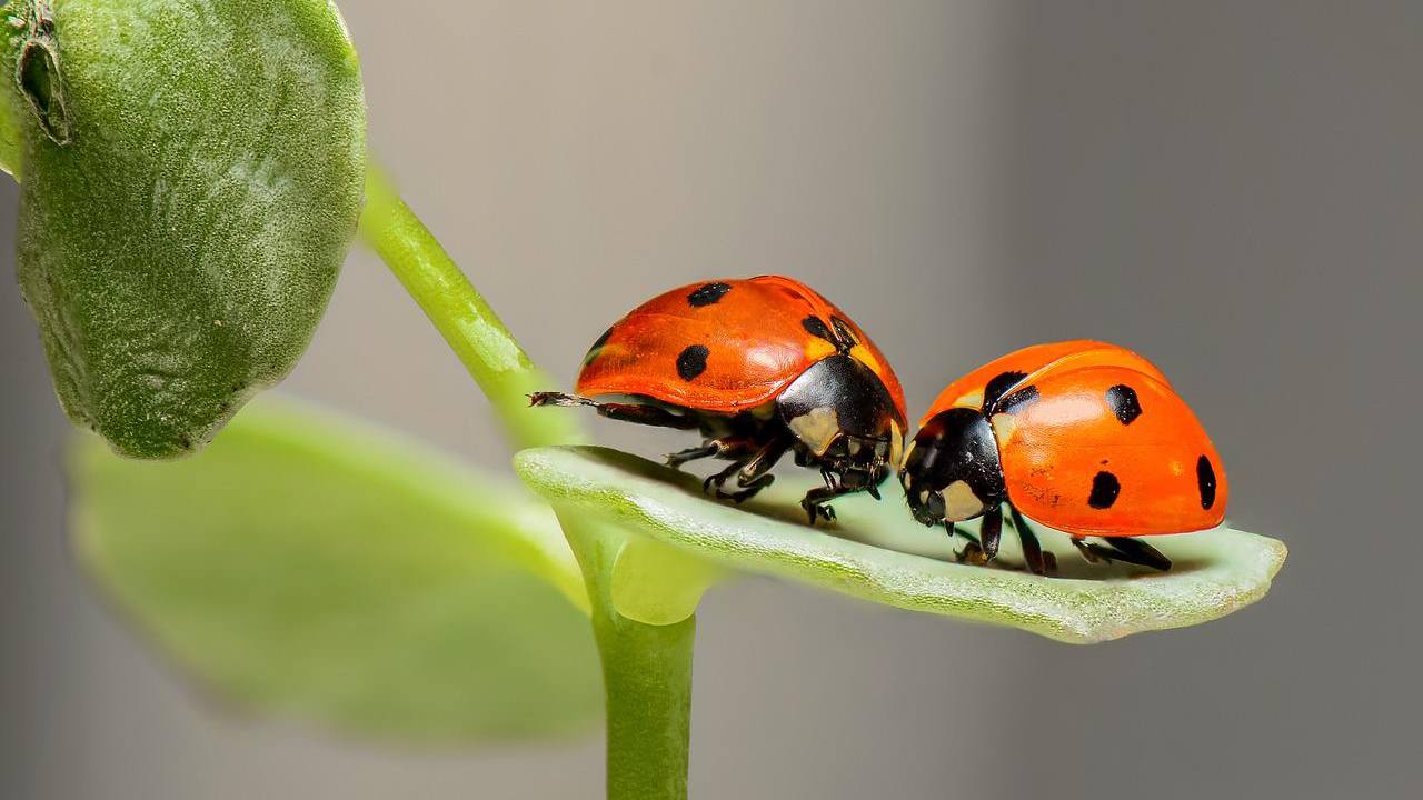 Coccinelle importanti orto biologico