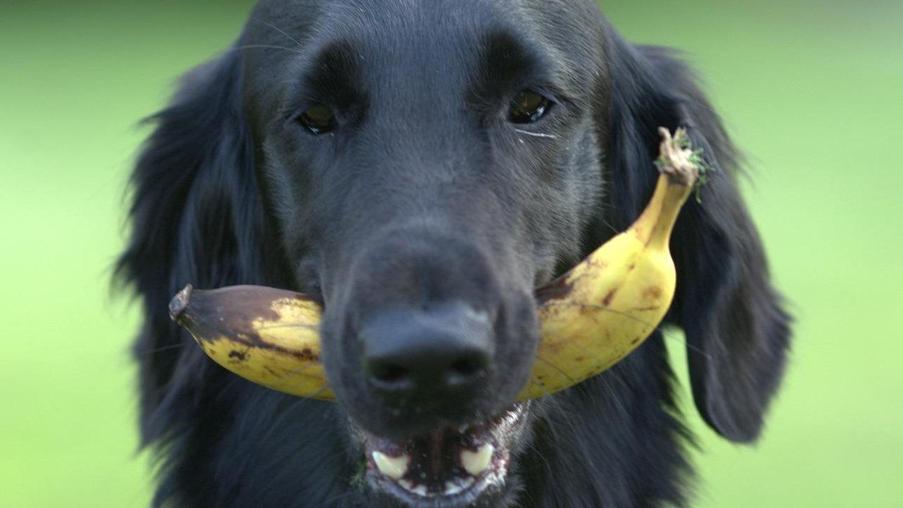 cane frutta mangiare