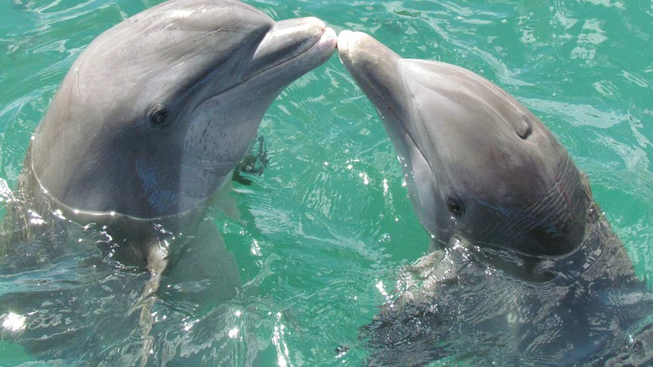 delfini mosciame mediterraneo sardegna