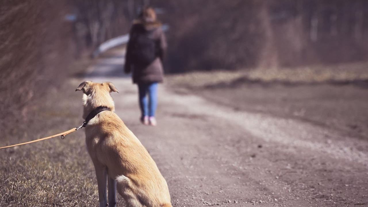 cani gatti abbandonati