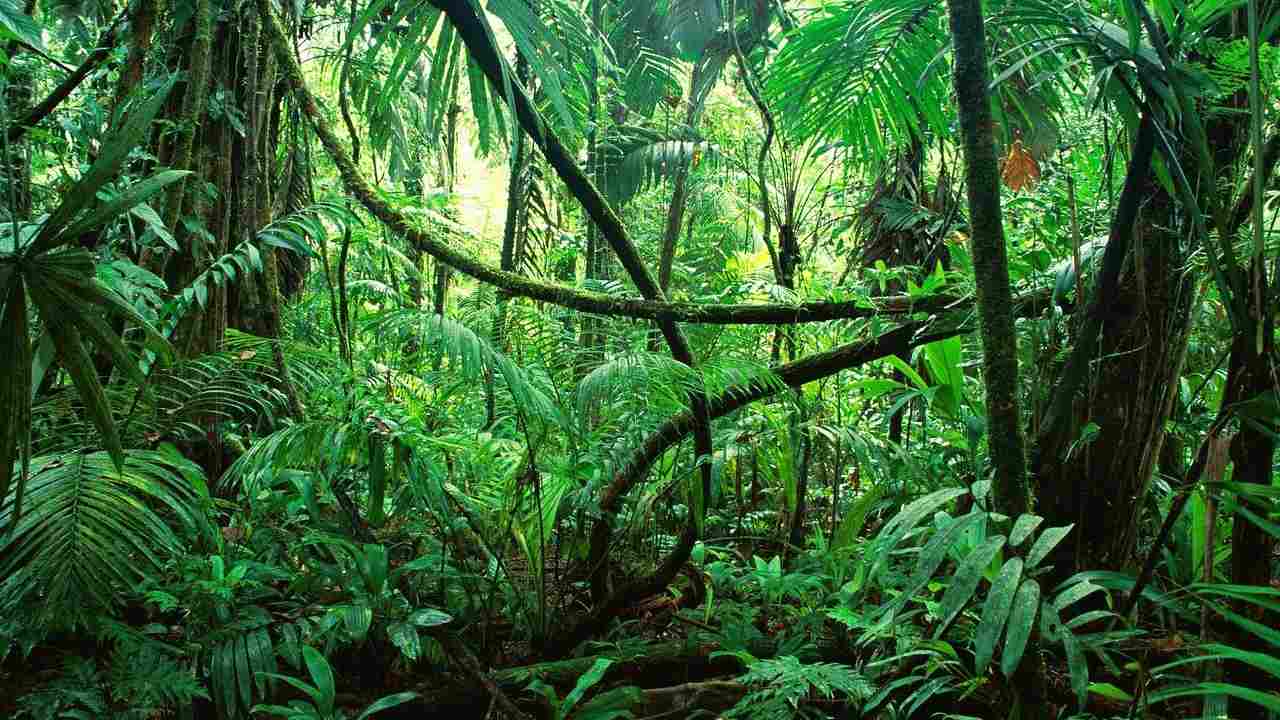 Foresta Amazzonica pericolo CO2