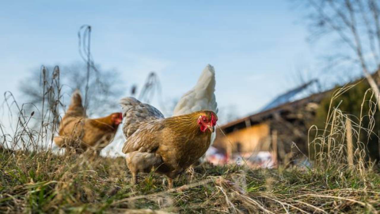 come curare la rogna galline