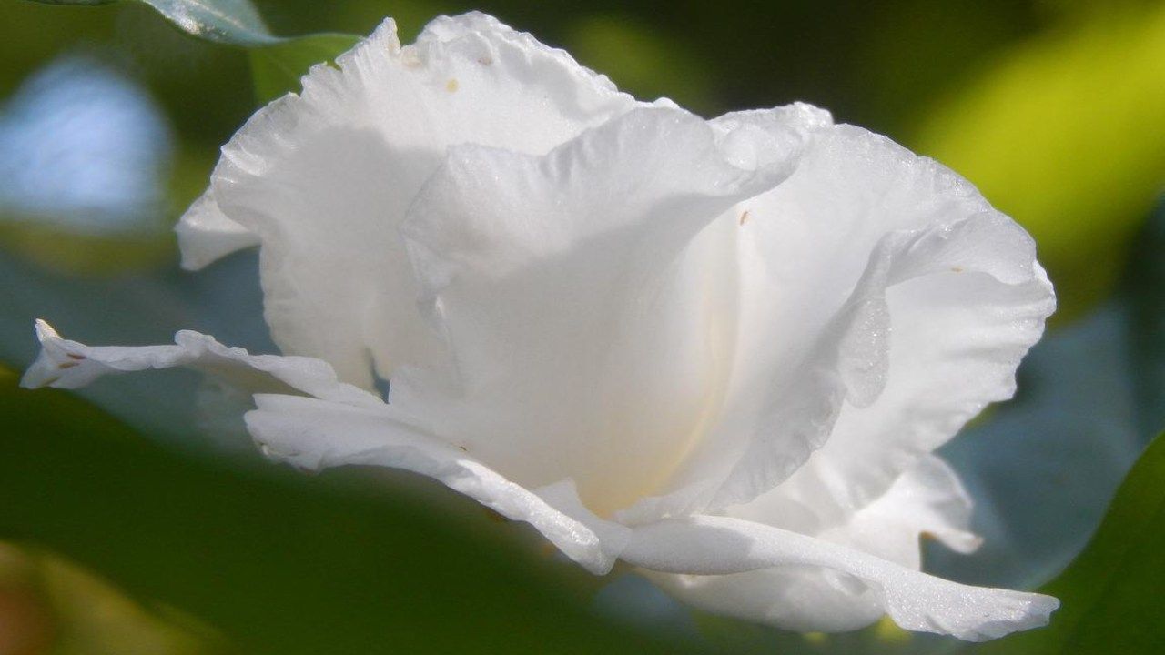 Fiore Gardenia potatura profumo