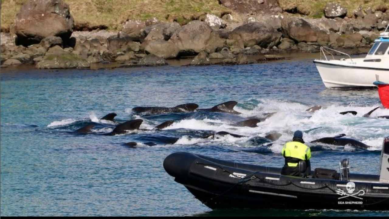 Grindadráp limite massimo uccisione delfini