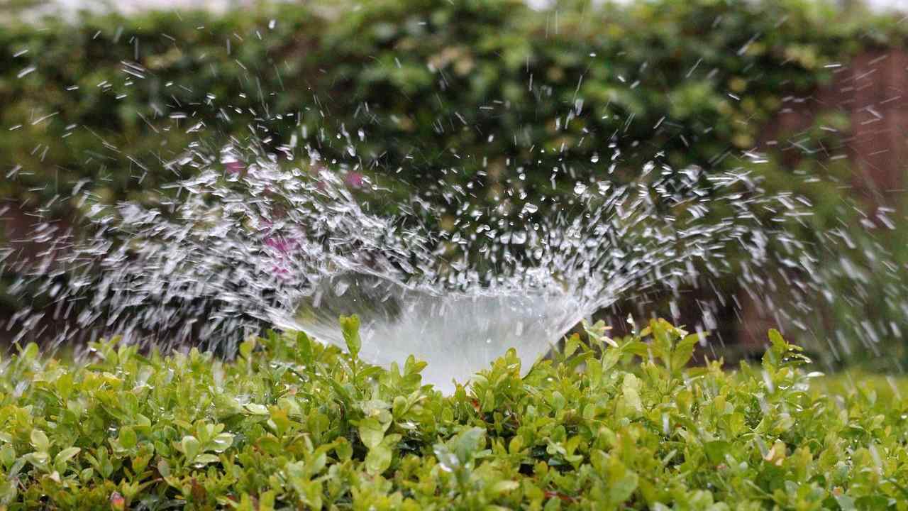 Piante irrigate vacanza metodo