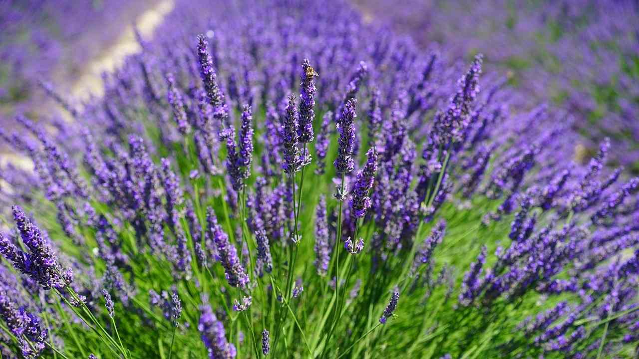 fiori lavanda leggenda