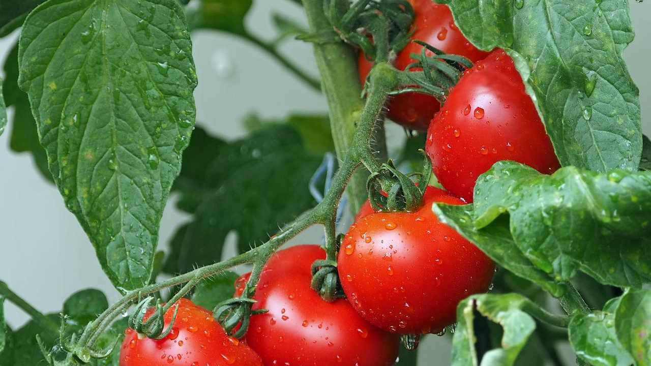 Pomodori bontà e benessere