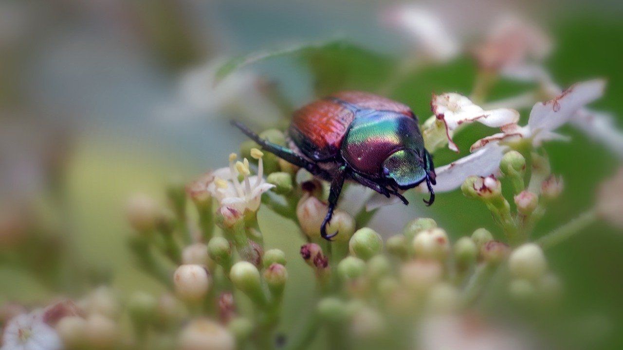 Popillia japonica diffusione