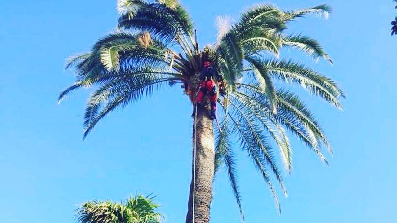 Punteruolo rosso palme azione