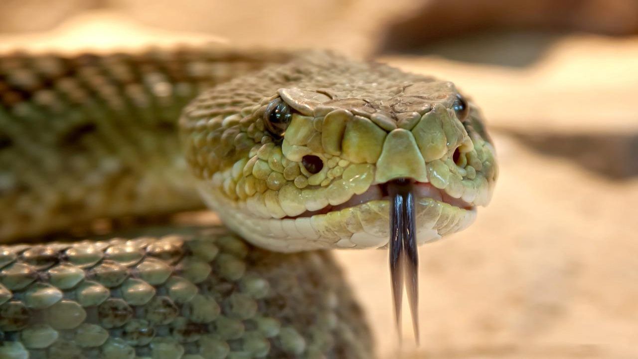 serpente morte india bambina padre nascondino