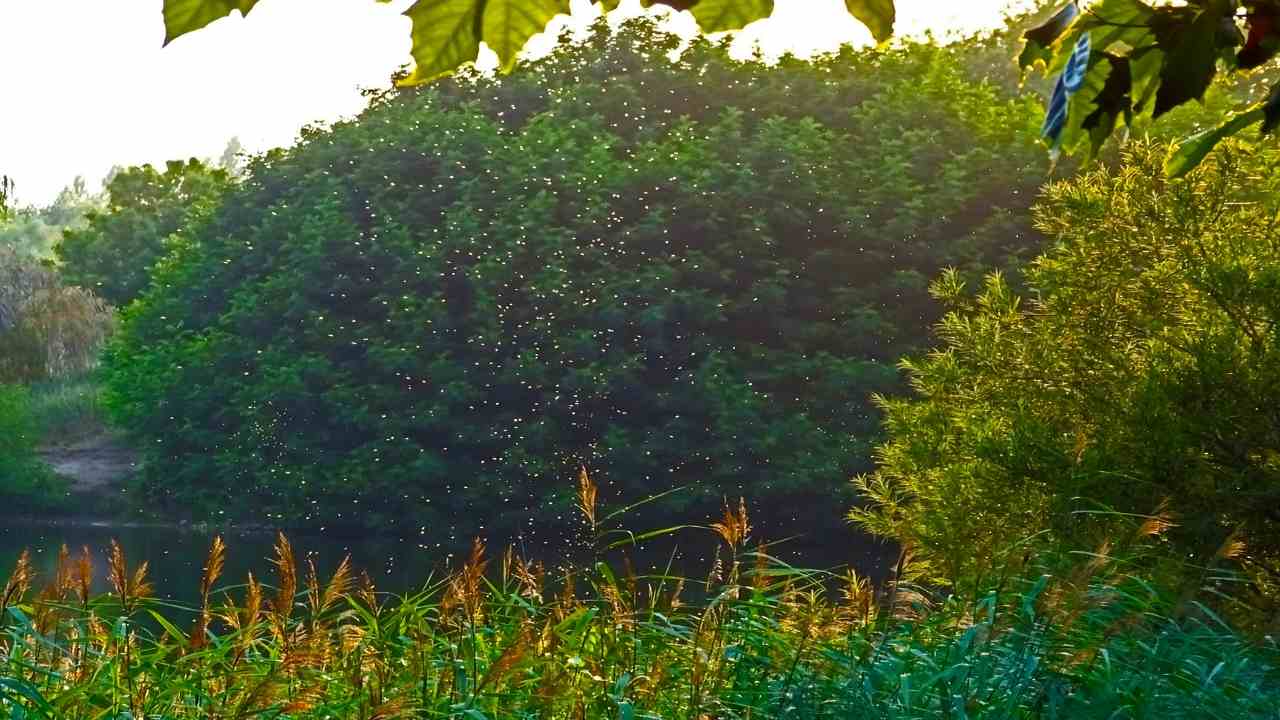 rimedi naturali contro moscerini