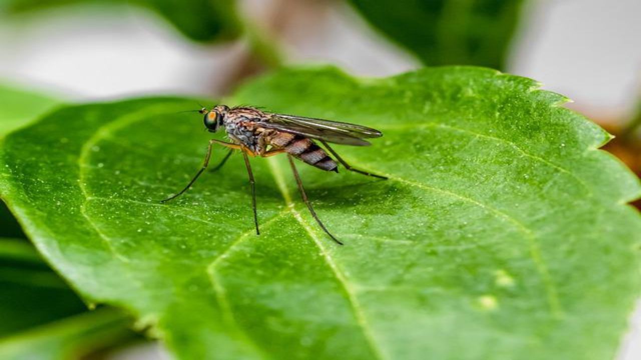 repellente naturale per le zanzare