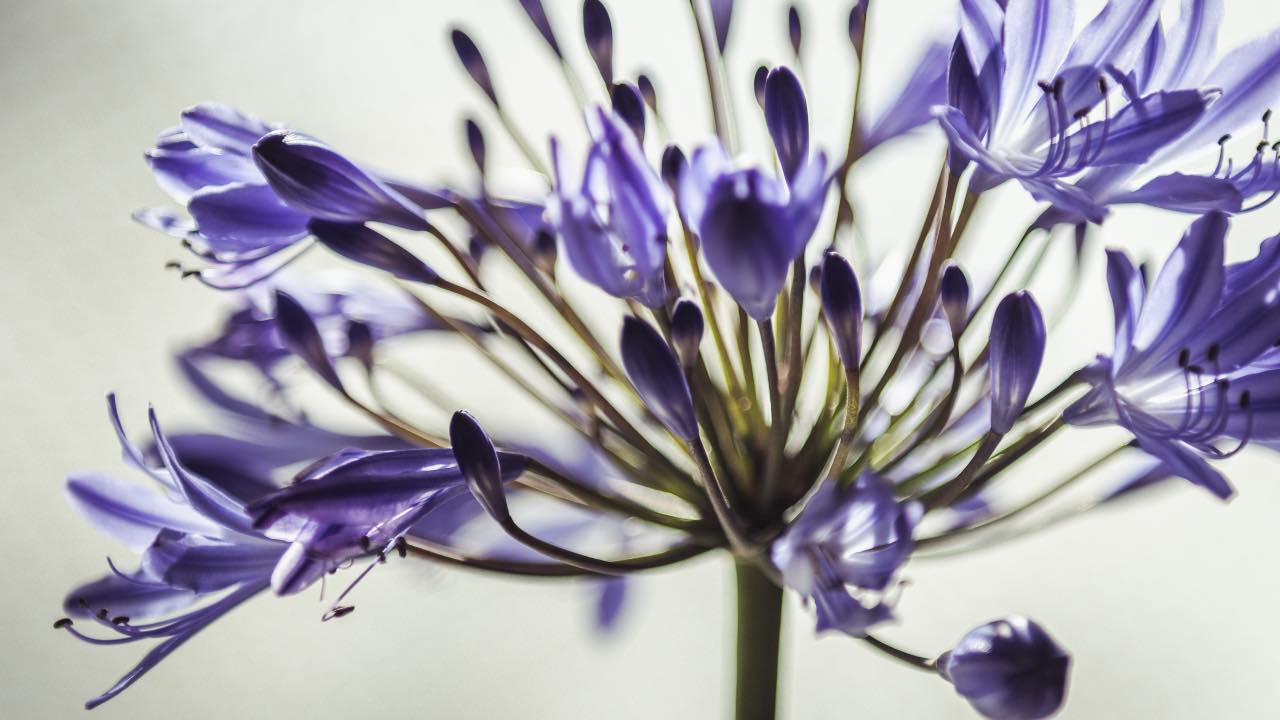 agapanthus viola fiore