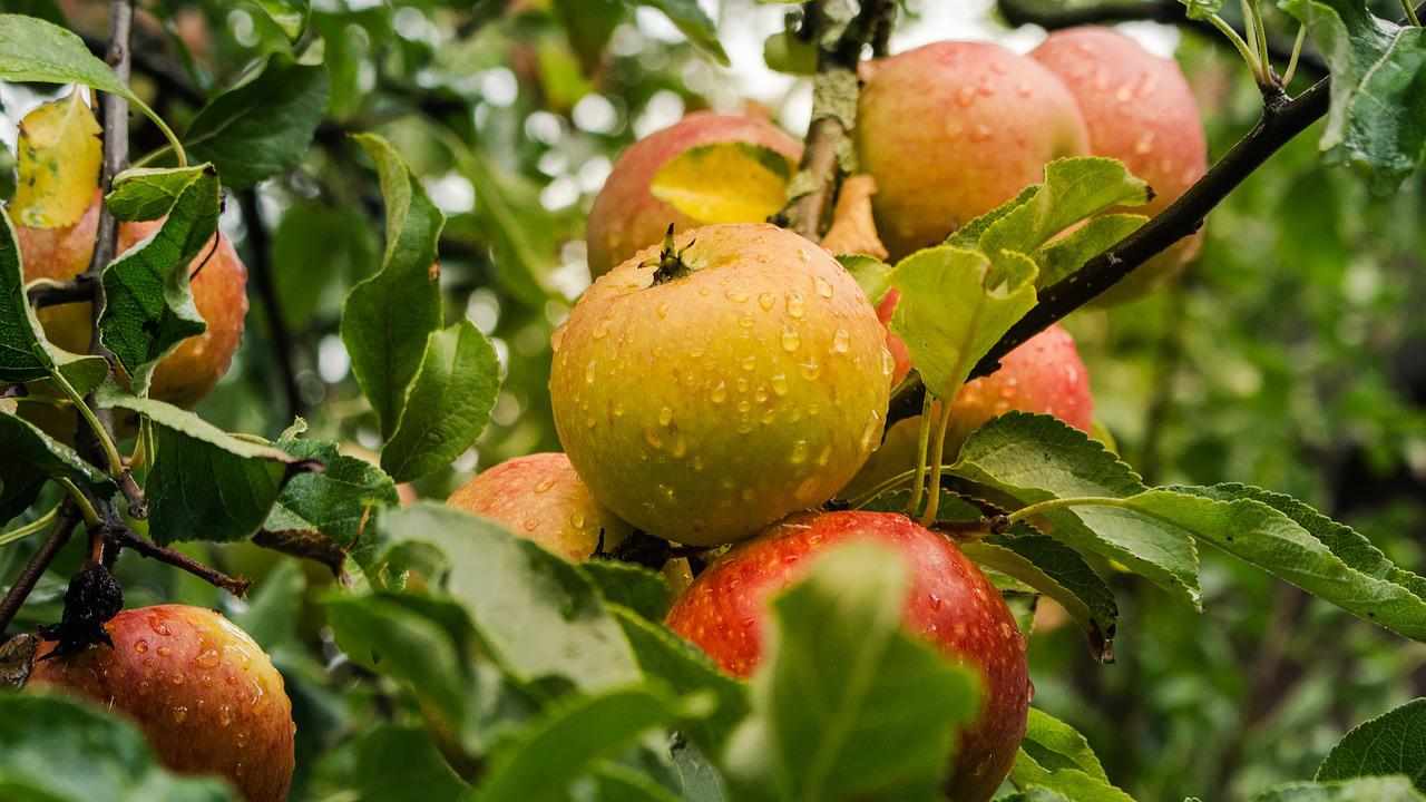 frutti cambiano colore motivo