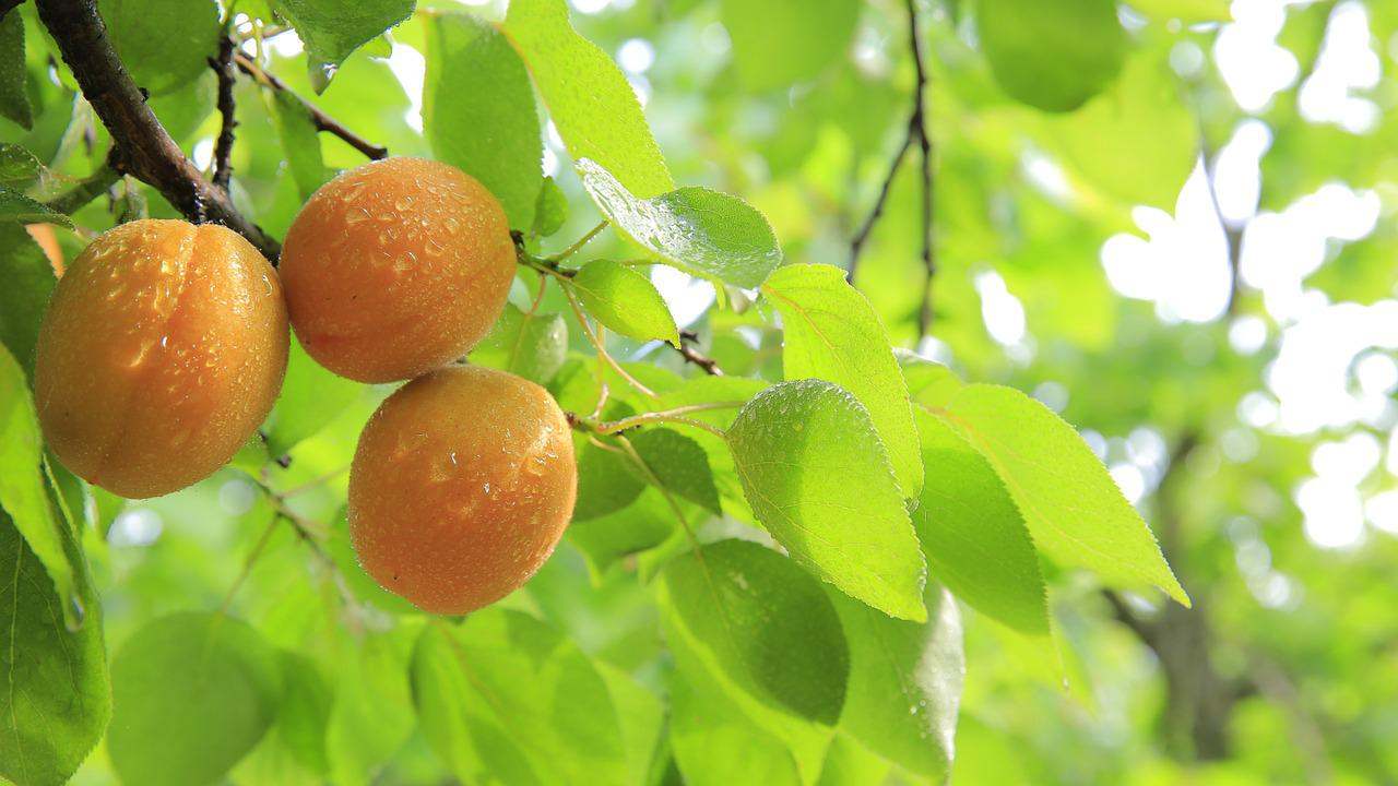 Piante da potare a giugno albicocco