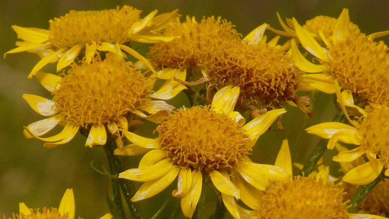 Arnica montana benefici pianta