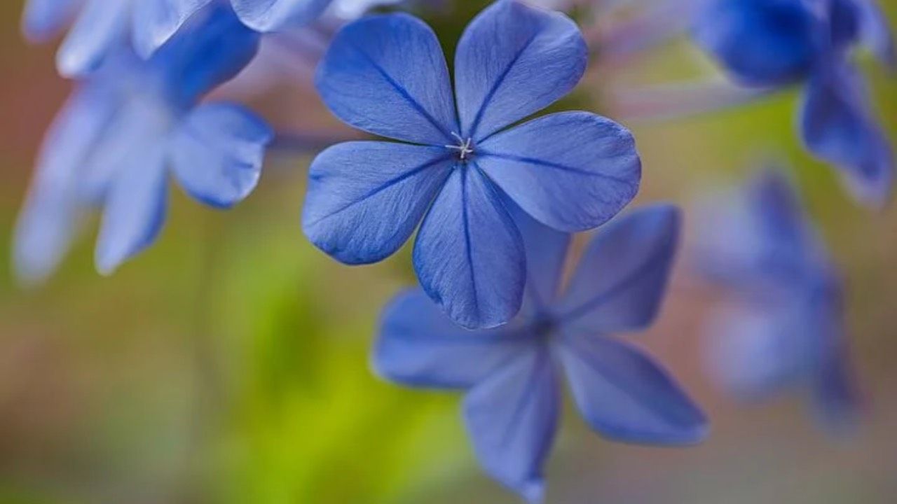 plumbago blu coltivazione