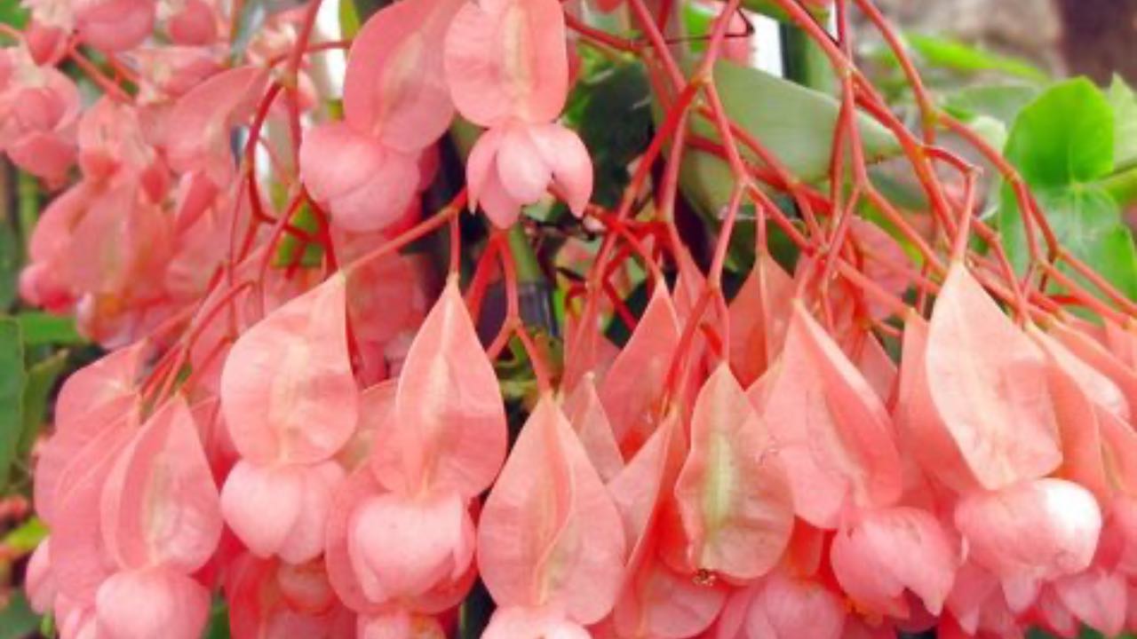 begonia tamaya coltivazione