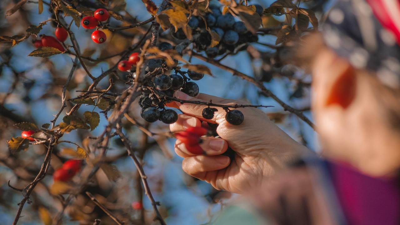 Agosto frutteto raccolta