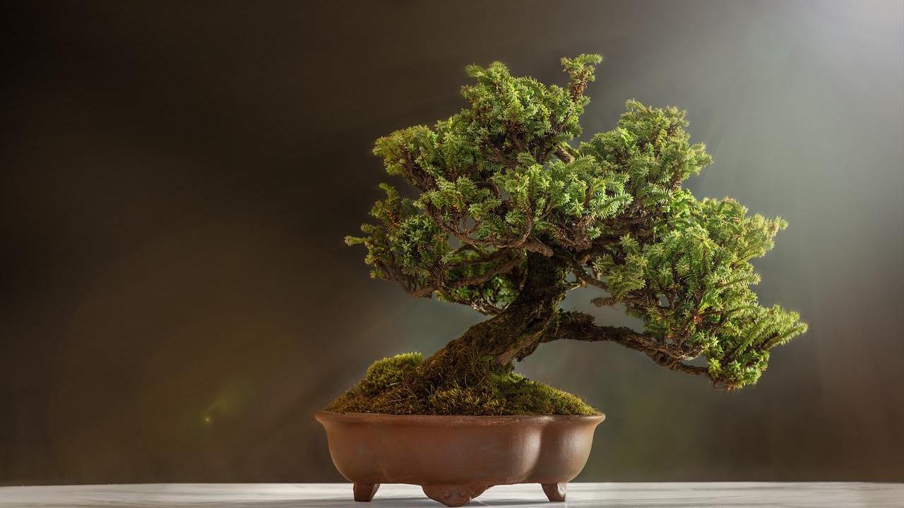 bonsai porta fortuna