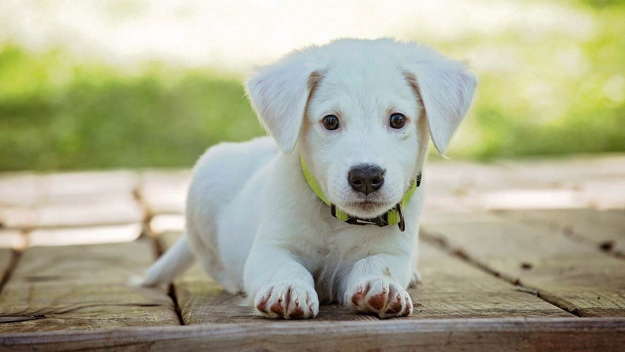 cani mangiano sabbia